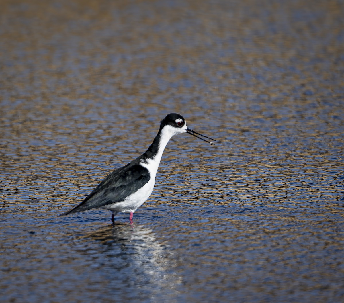 Black-necked Stilt - Douglas Knight