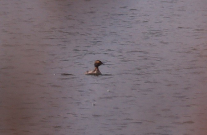 Horned Grebe - Sage P