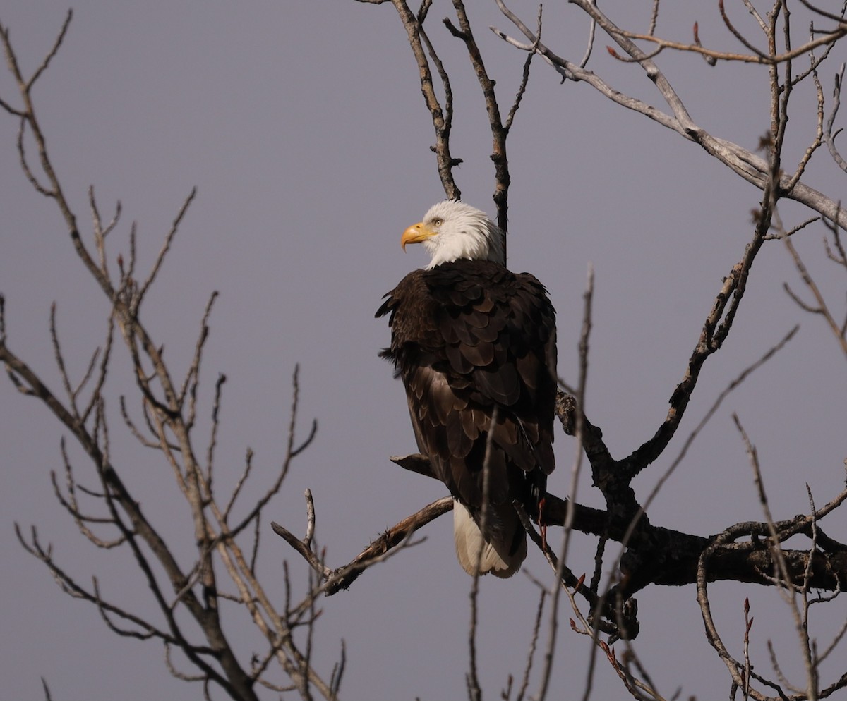 Bald Eagle - Sage P