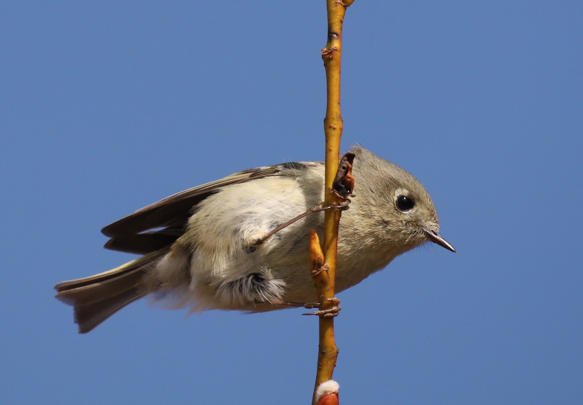 Ruby-crowned Kinglet - Sage P