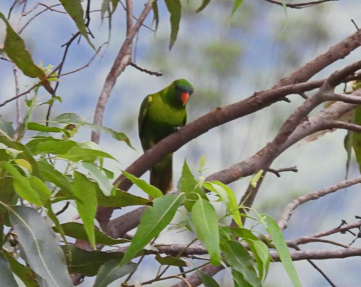 Leaf Lorikeet - ML617286813