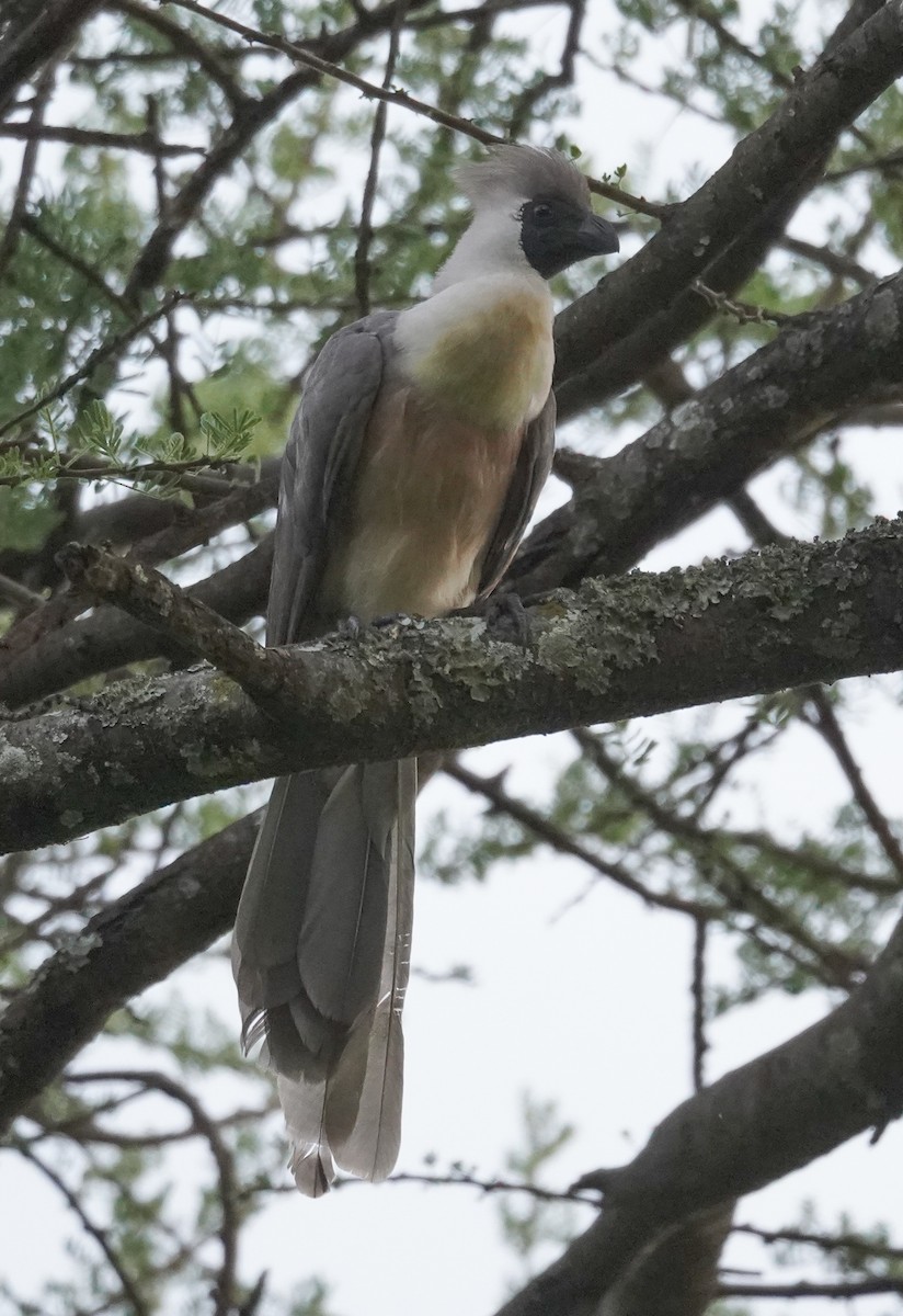 Bare-faced Go-away-bird - ML617286837