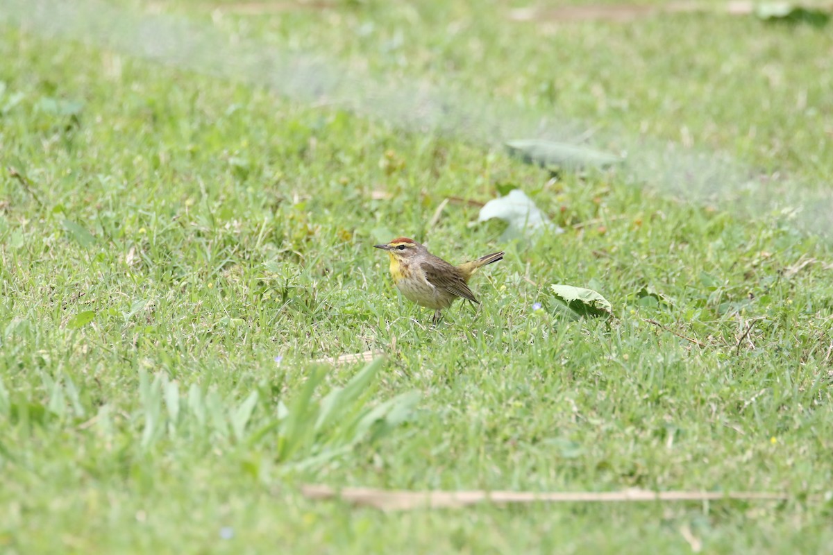 Palm Warbler - ML617286878