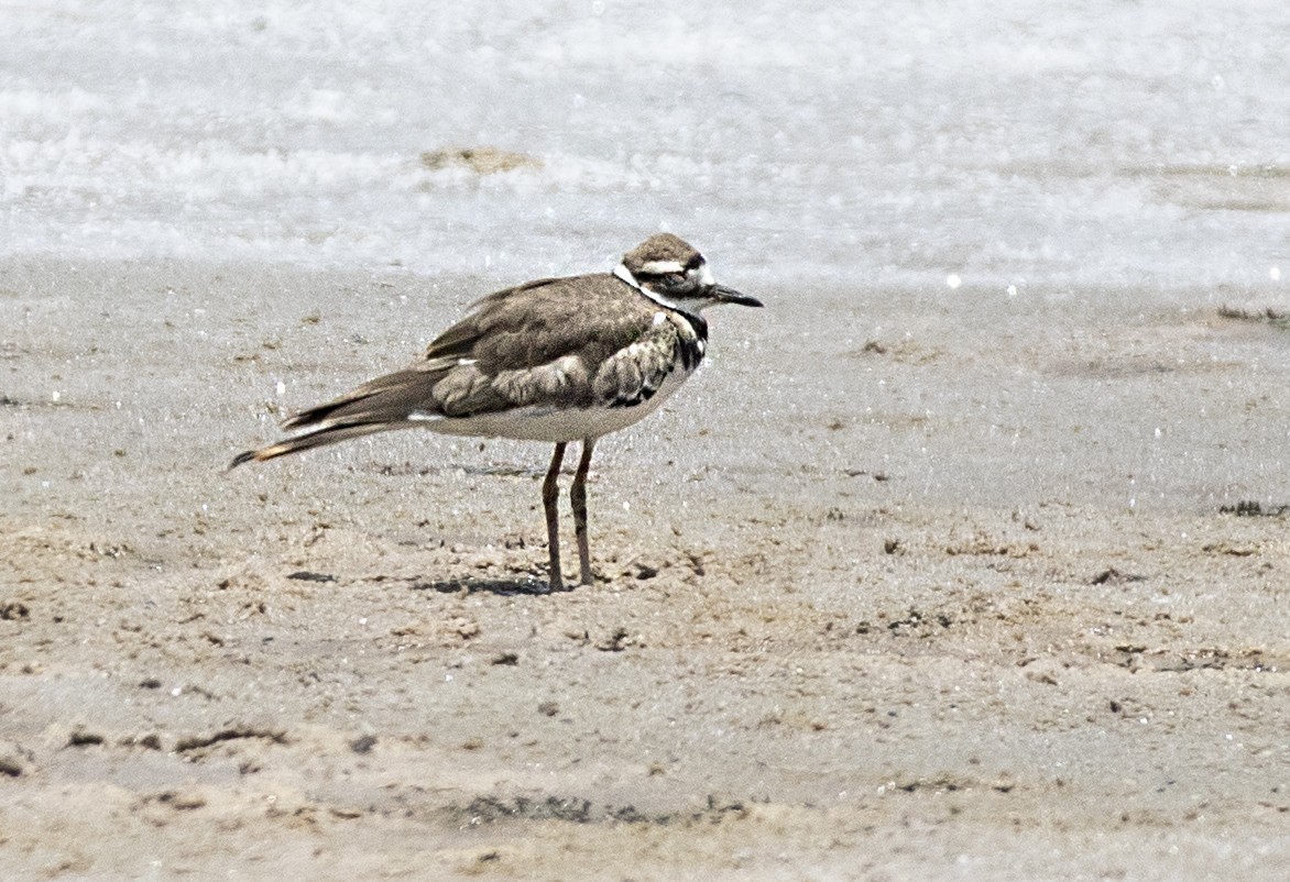 Killdeer - ML617286892