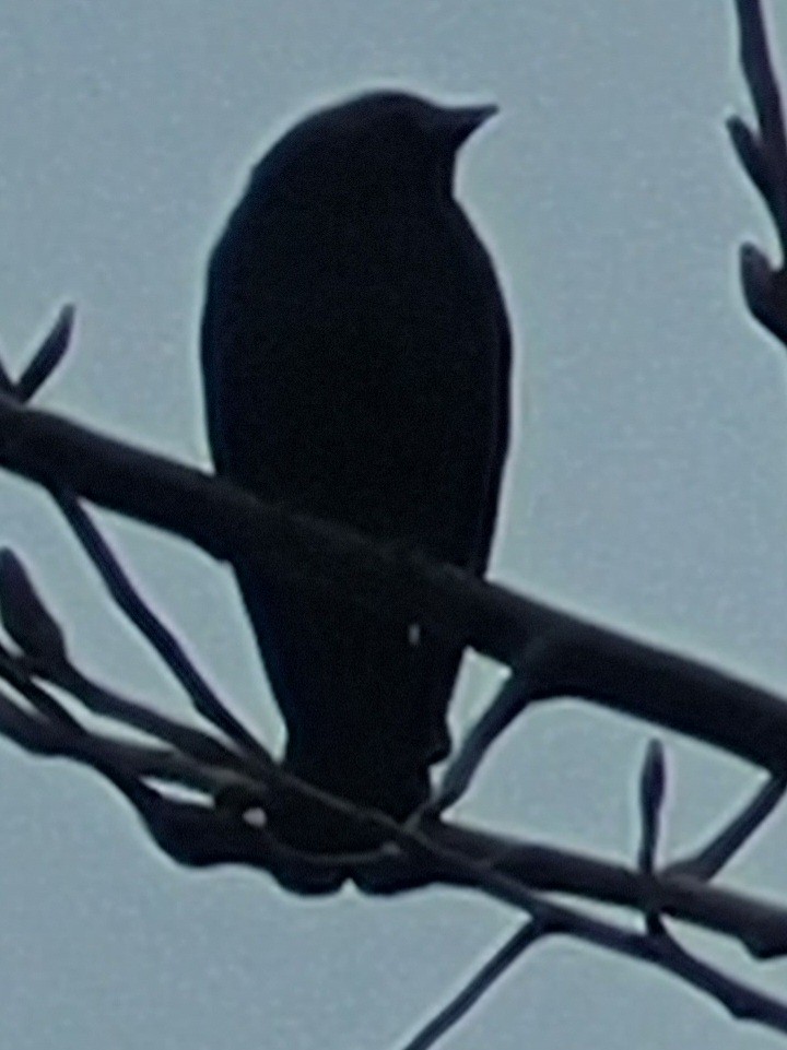 Brown-headed Cowbird - ML617286894