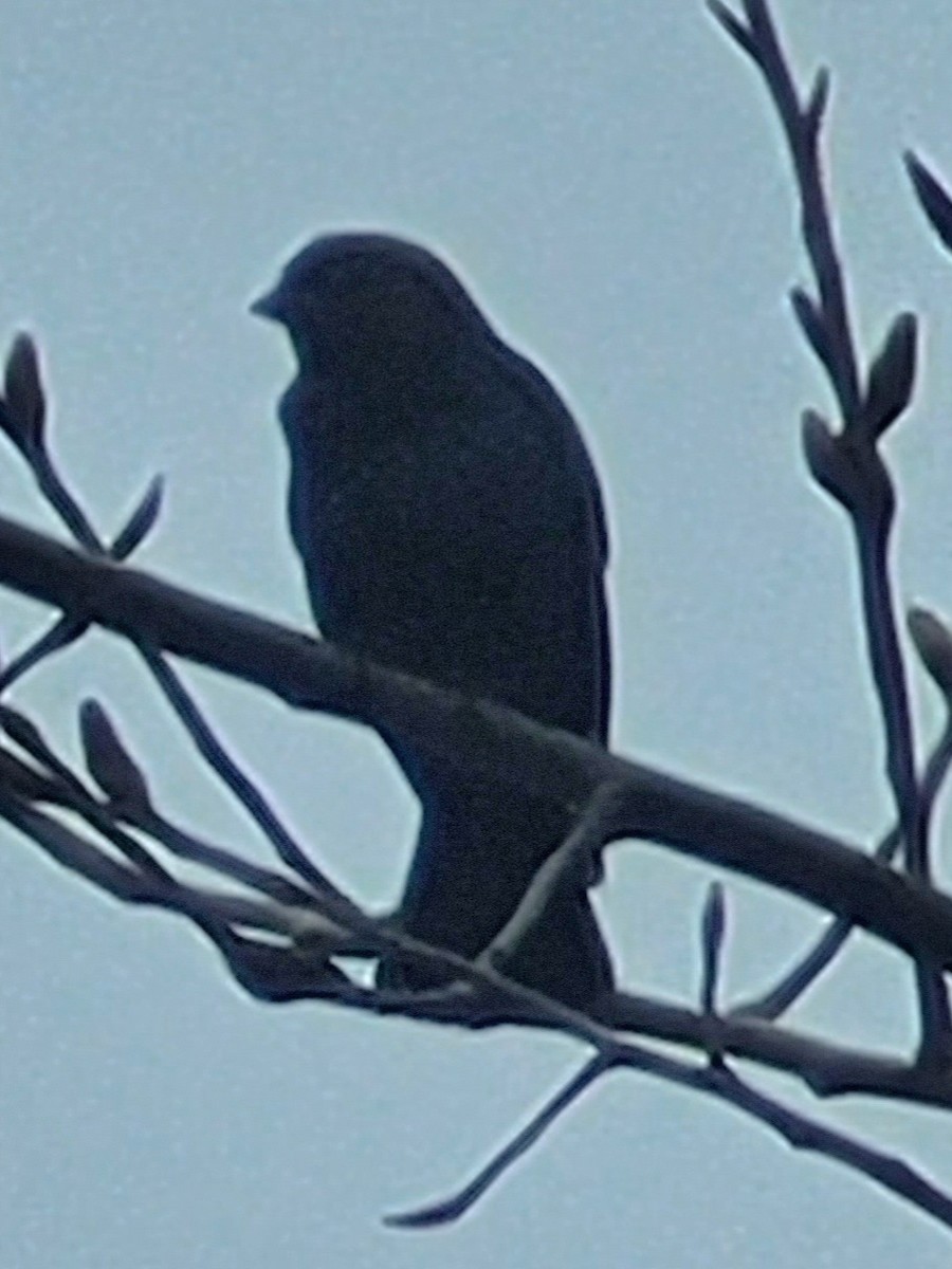 Brown-headed Cowbird - ML617286895