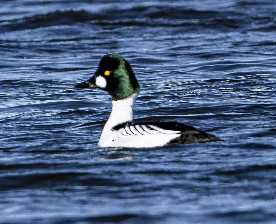 Common Goldeneye - Douglas Knight