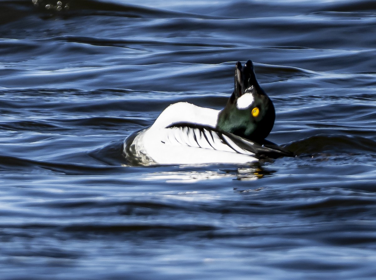 Common Goldeneye - Douglas Knight