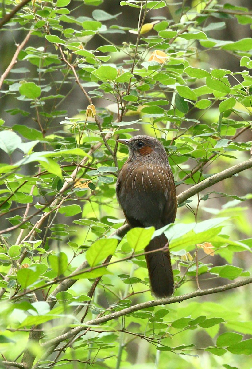 Streaked Laughingthrush - ML617286935