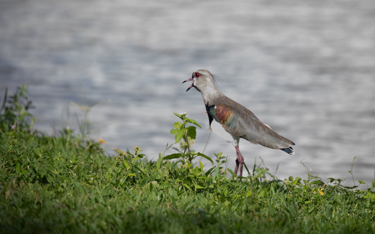 Southern Lapwing - ML617286940