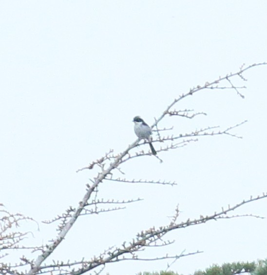 Gray Bushchat - ML617286944