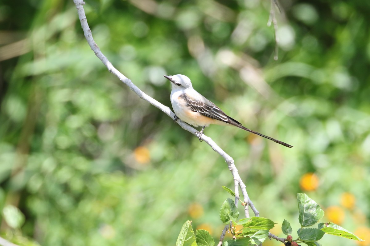 Scissor-tailed Flycatcher - Delaina LeBlanc