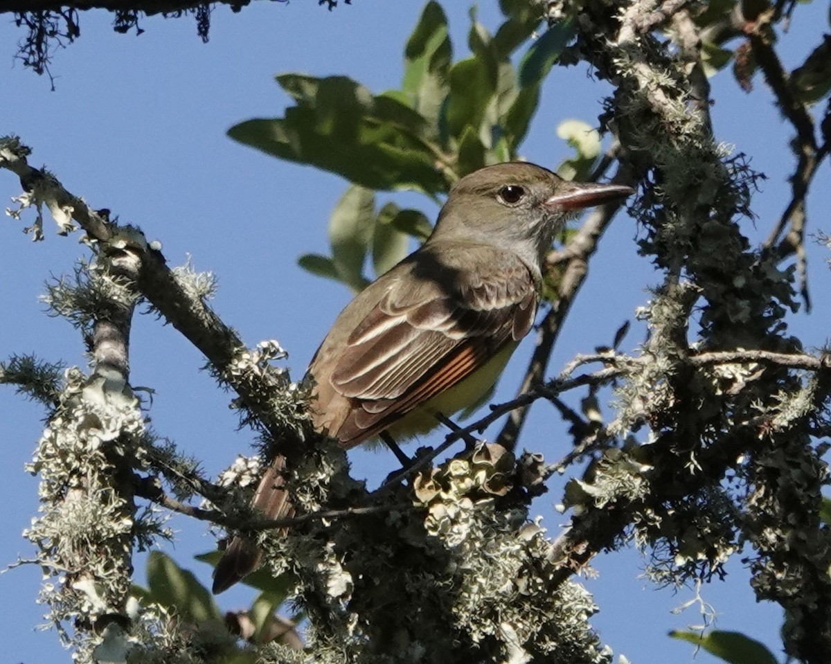 Great Crested Flycatcher - ML617286979