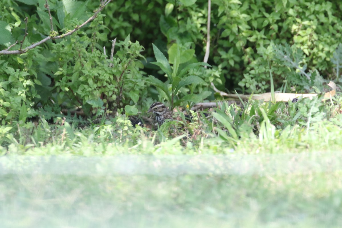 Savannah Sparrow - ML617287006