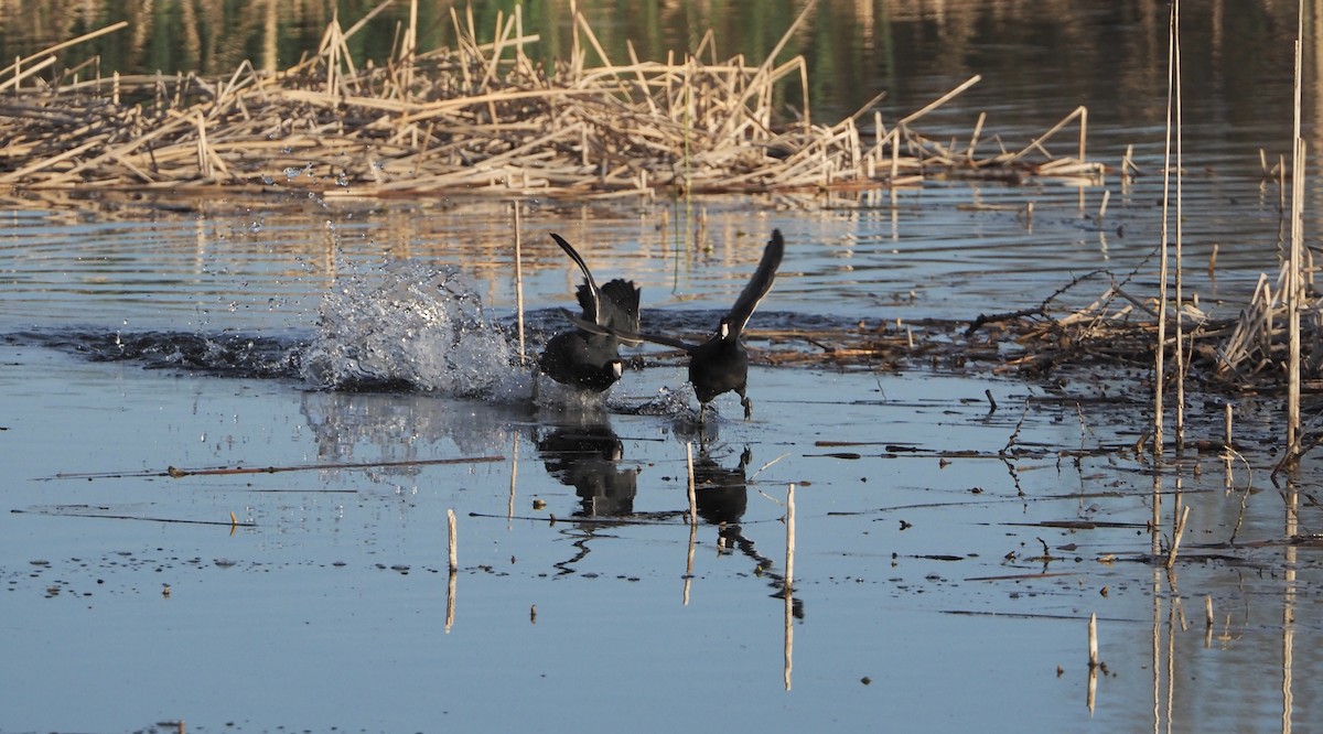 American Coot - ML617287009