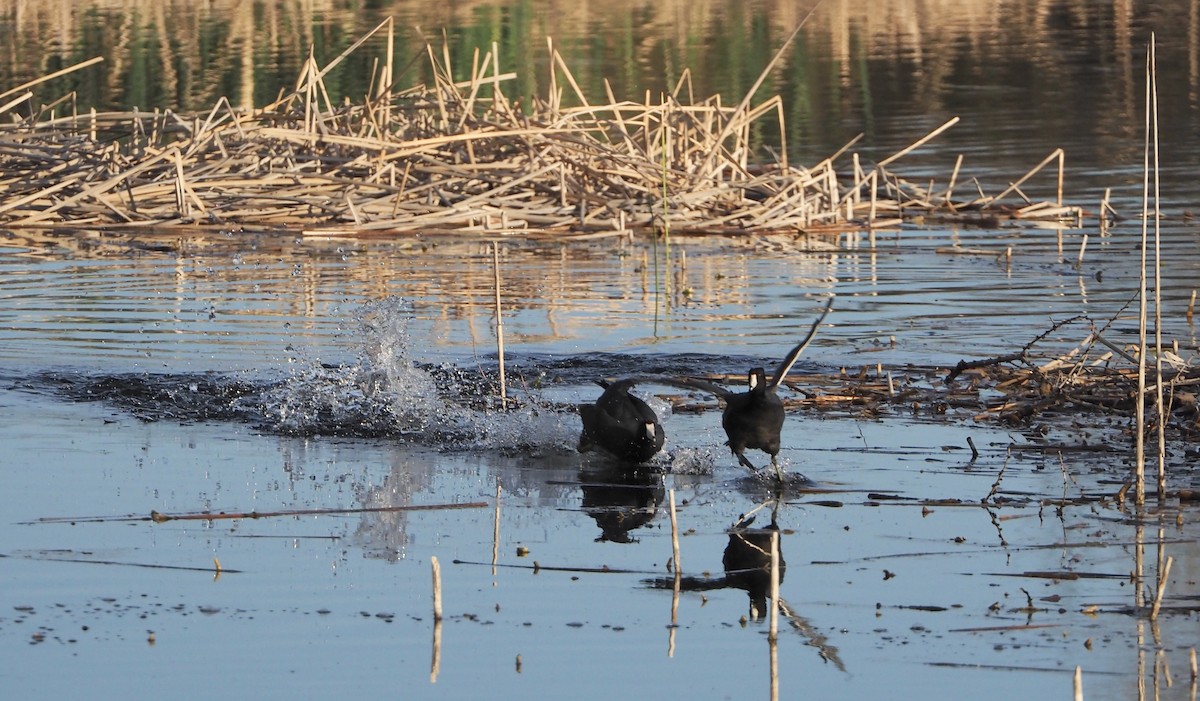 American Coot - Bob Nieman