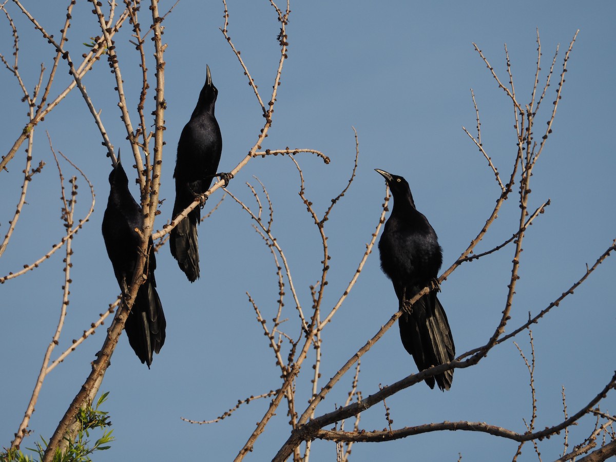 Great-tailed Grackle - ML617287063