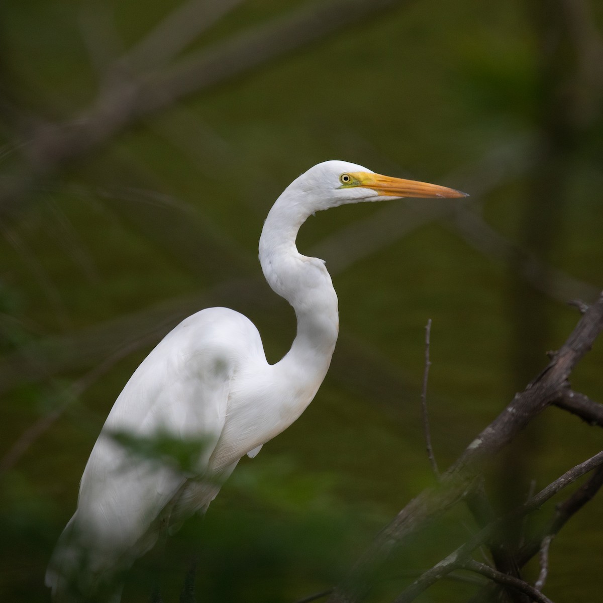 Great Egret - ML617287070