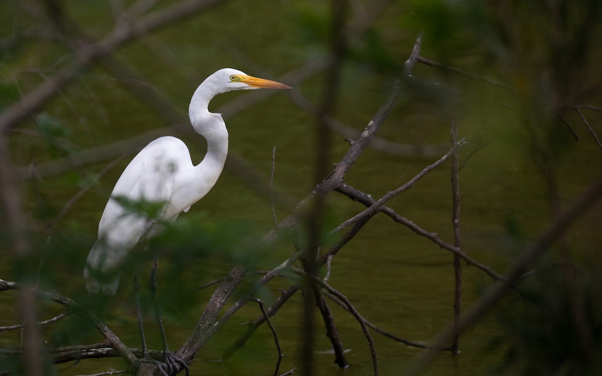 Great Egret - PATRICK BEN SOUSSAN