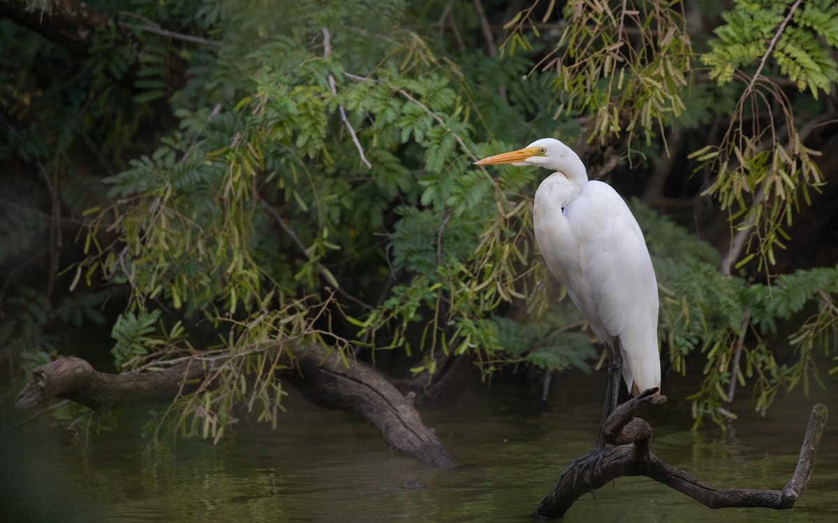 Great Egret - PATRICK BEN SOUSSAN