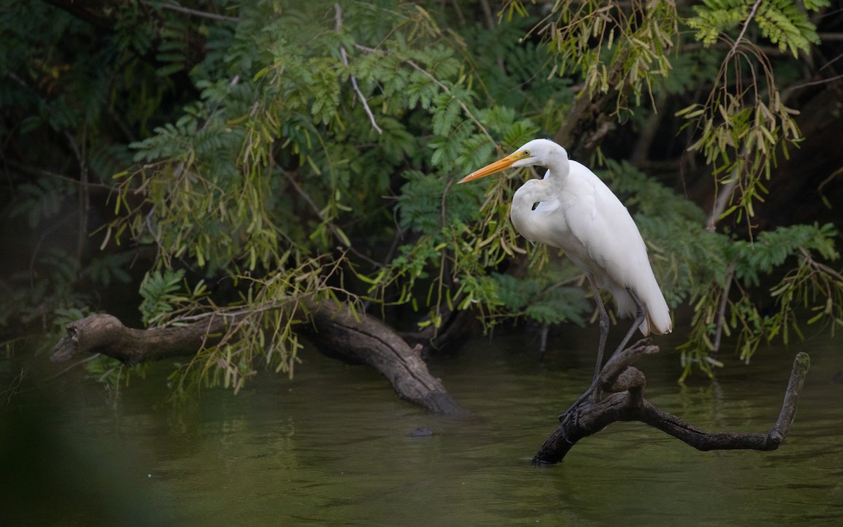 Great Egret - PATRICK BEN SOUSSAN