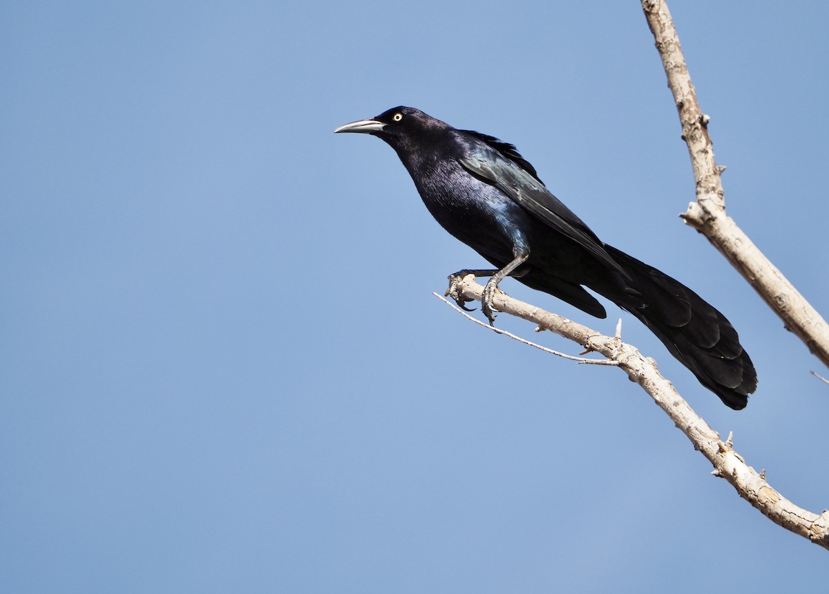 Great-tailed Grackle - ML617287088