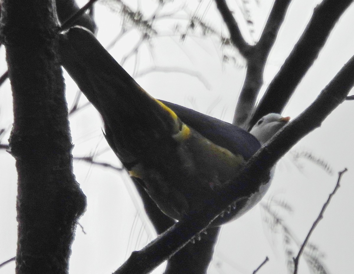 Black-backed Fruit-Dove - ML617287099