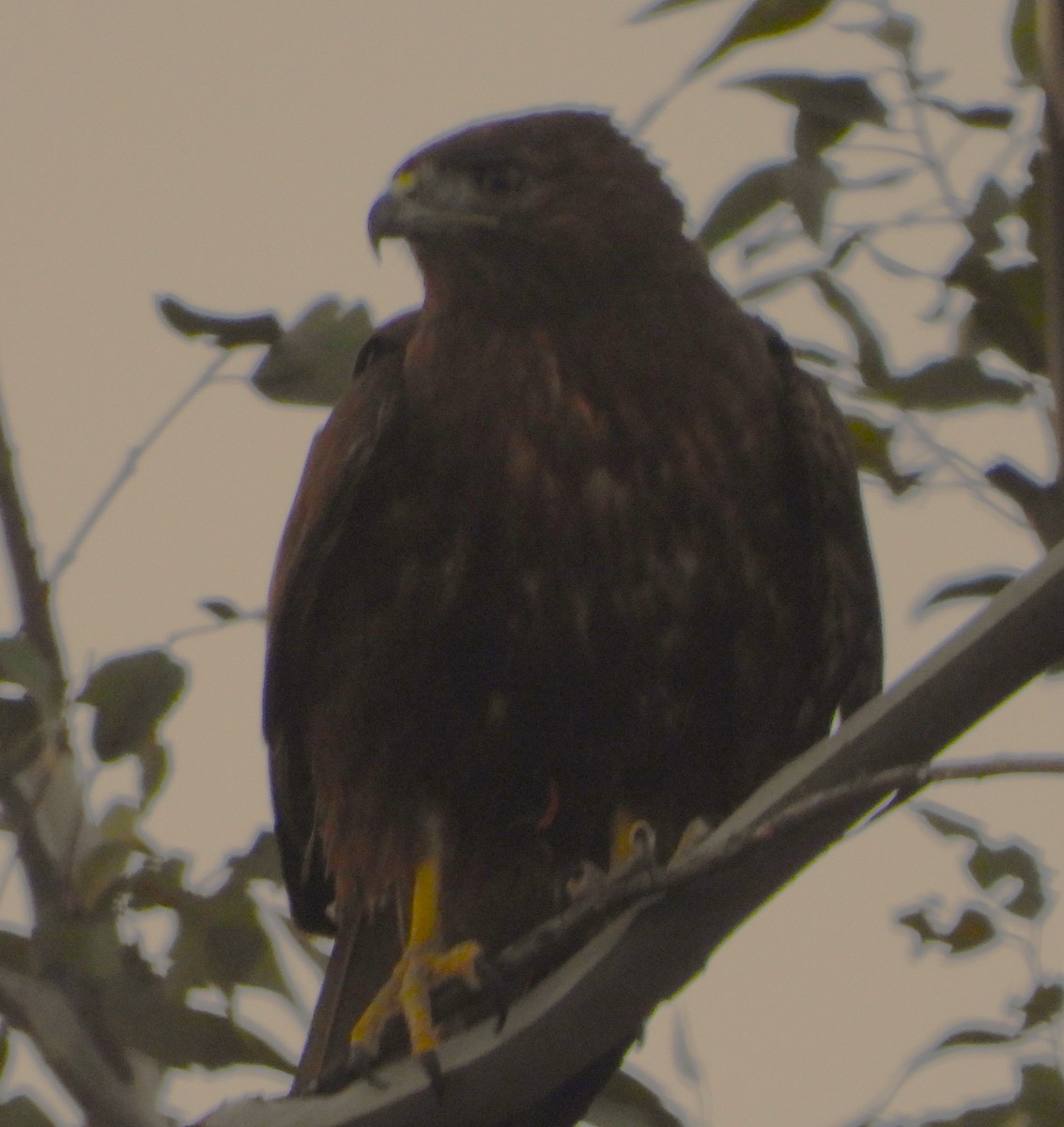 Common Black Hawk - Guadalupe Esquivel Uribe