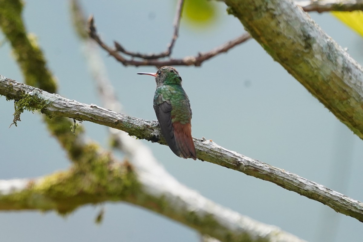 Rufous-tailed Hummingbird - ML617287131