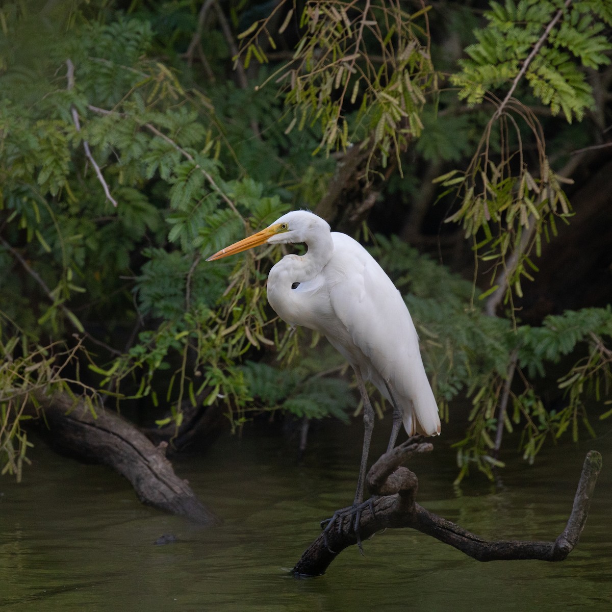 Great Egret - ML617287136