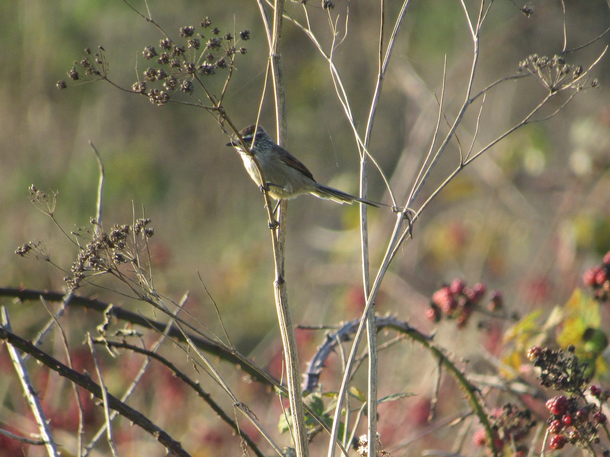 Plain-mantled Tit-Spinetail - ML617287141