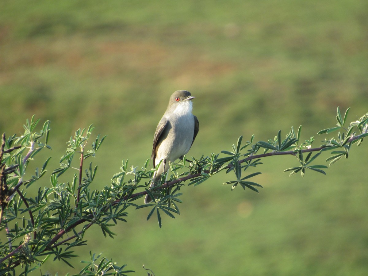 Fire-eyed Diucon - ML617287147