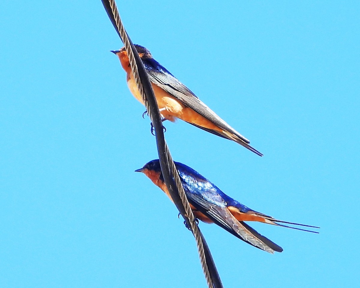 Barn Swallow - Guadalupe Esquivel Uribe