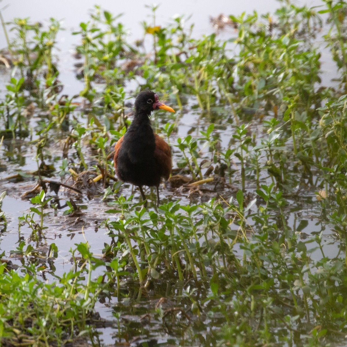 Wattled Jacana - PATRICK BEN SOUSSAN