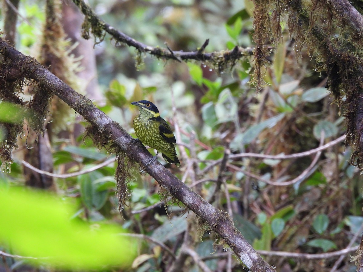 Cotinga écaillé - ML617287205