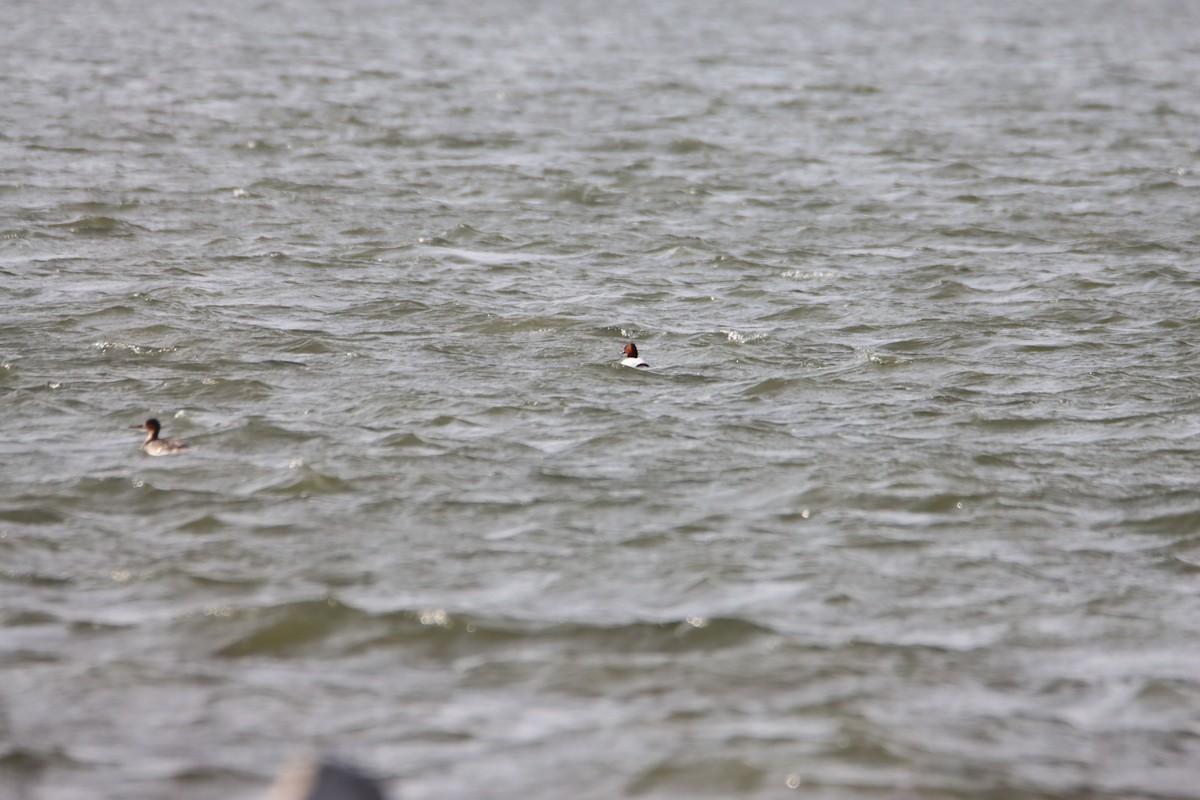 Canvasback - ML617287218