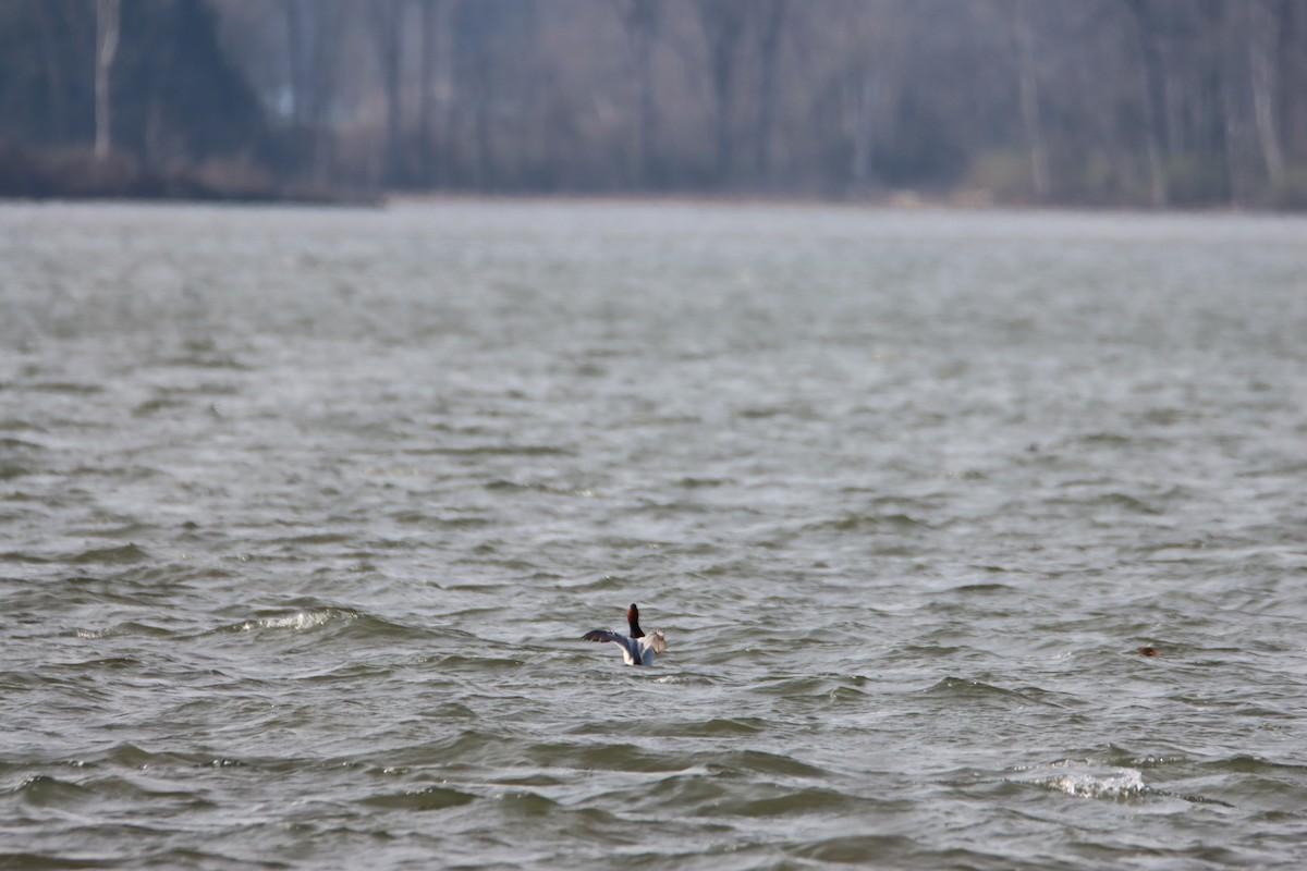 Canvasback - ML617287219