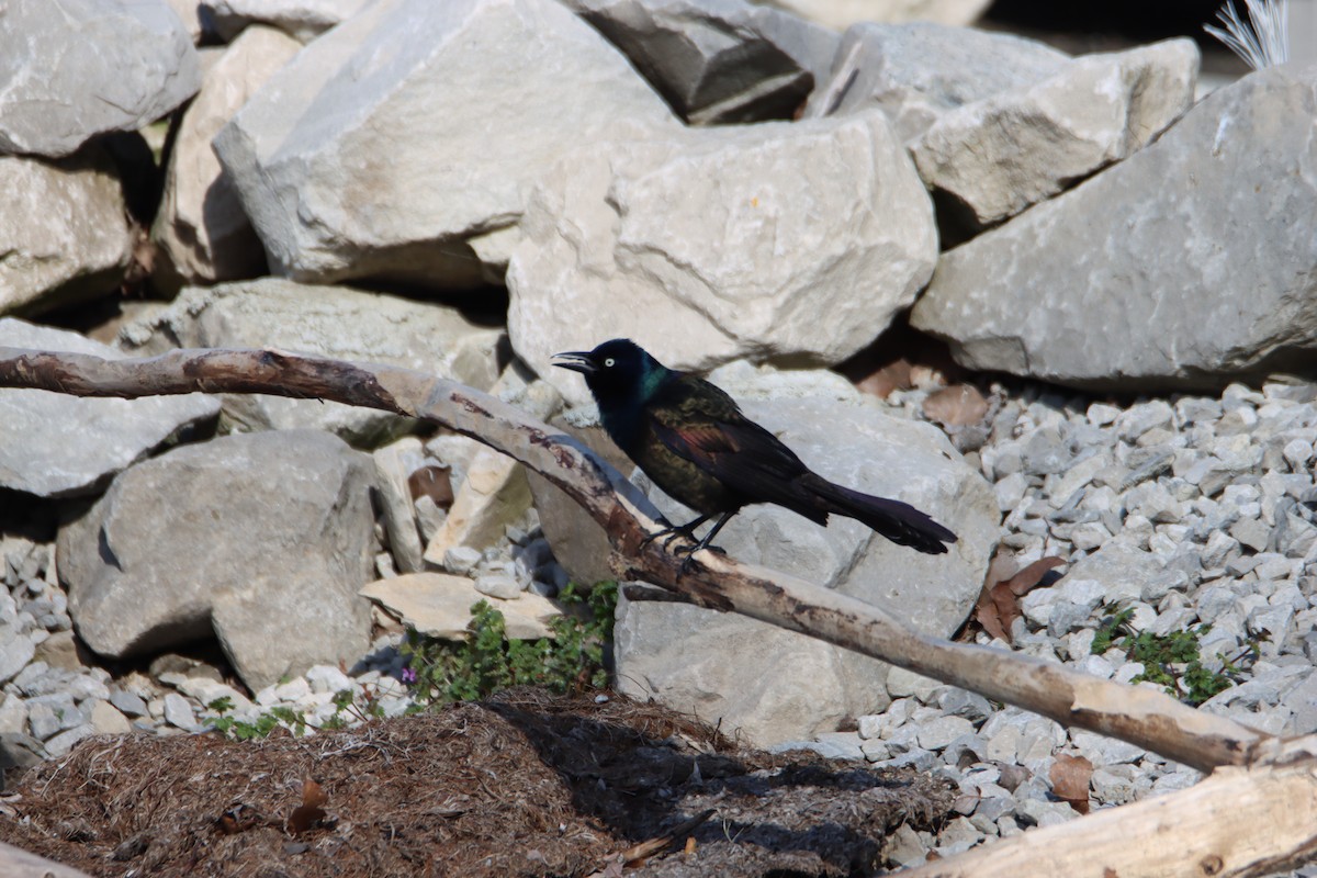 Common Grackle - ML617287227