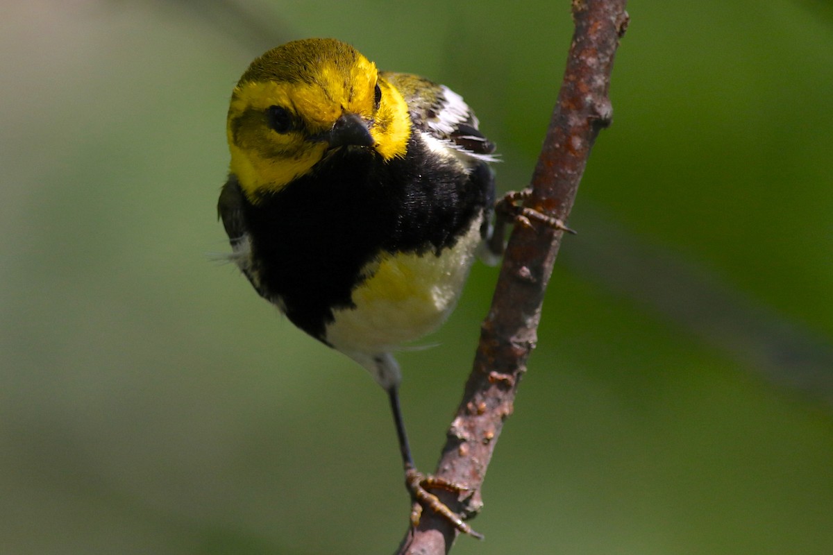 Black-throated Green Warbler - ML617287257