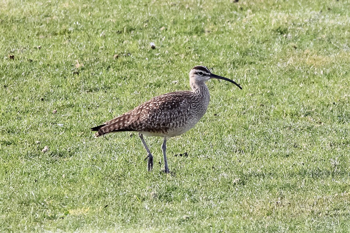 Whimbrel - Jason Taylor