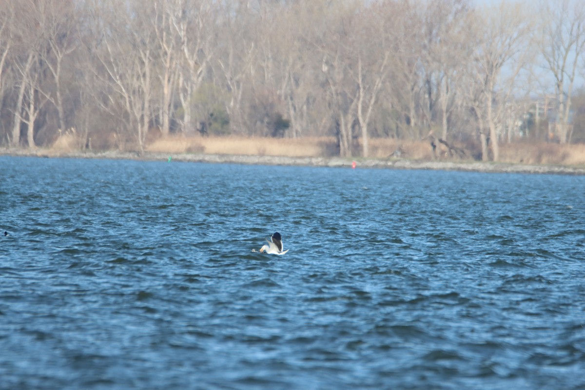 Great Black-backed Gull - ML617287272