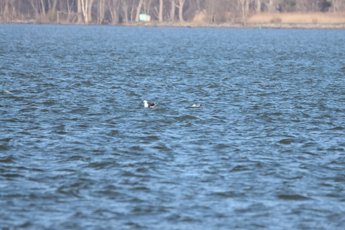 Great Black-backed Gull - ML617287273