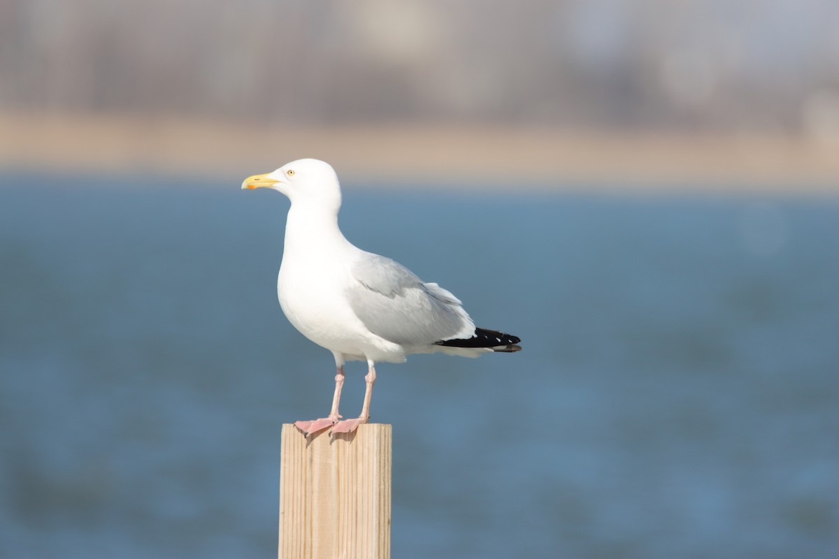 American Herring Gull - ML617287314