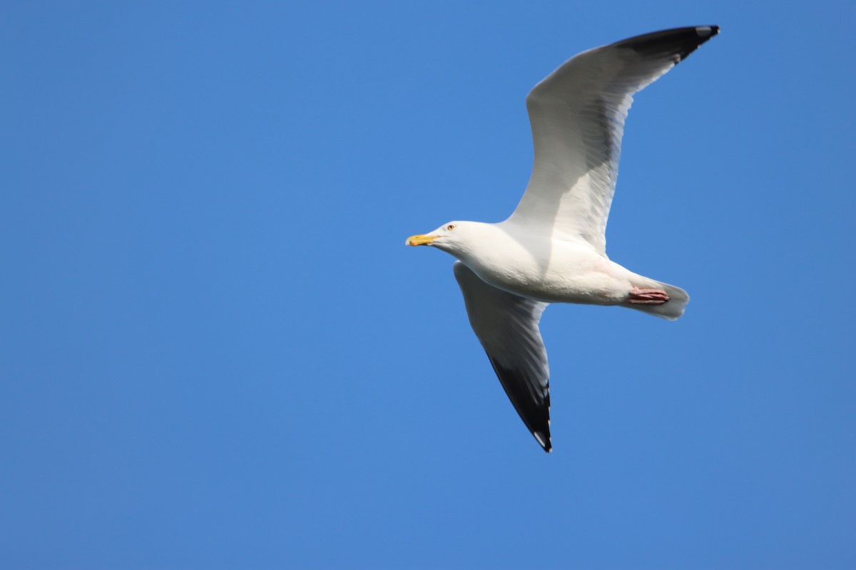 Herring Gull - John Keegan