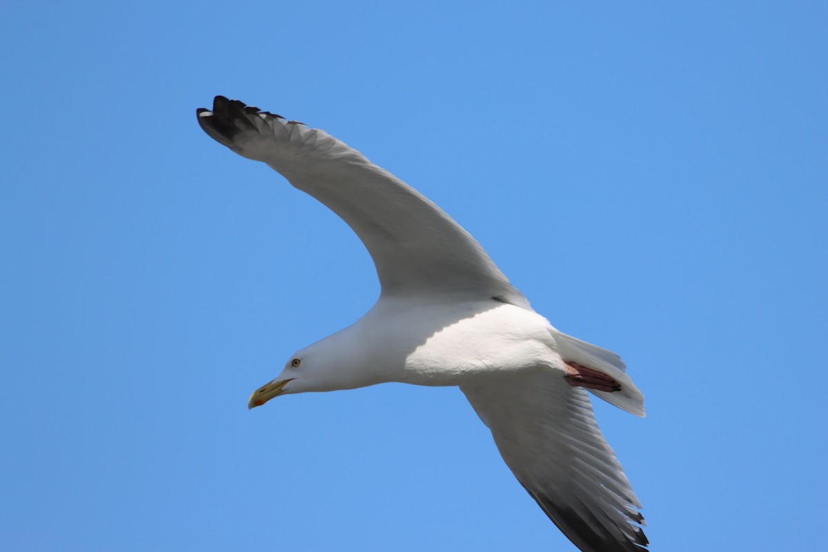 Gaviota Argéntea - ML617287316