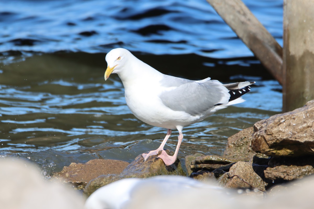 American Herring Gull - ML617287317