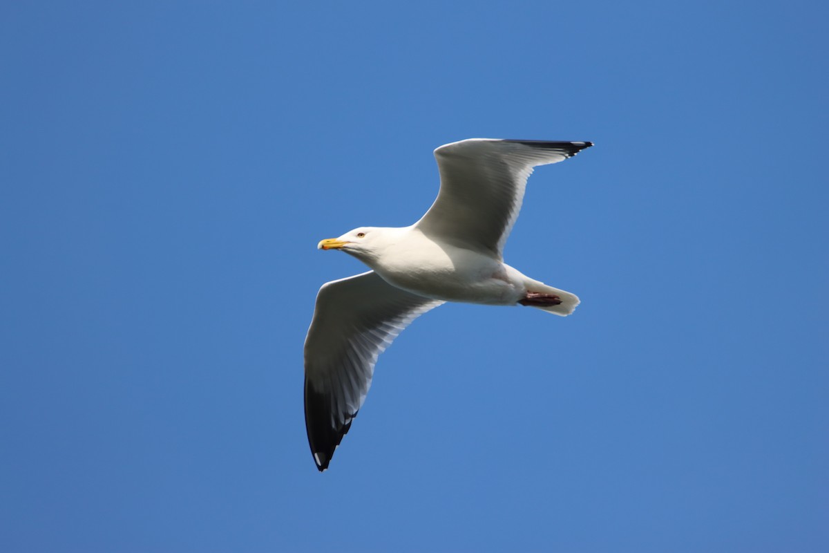 Gaviota Argéntea - ML617287318