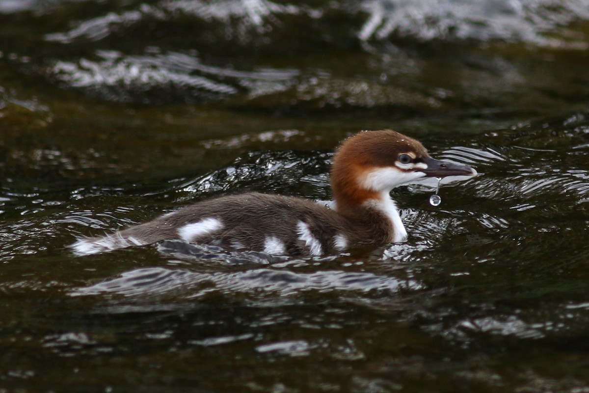 Common Merganser - Brian Quindlen