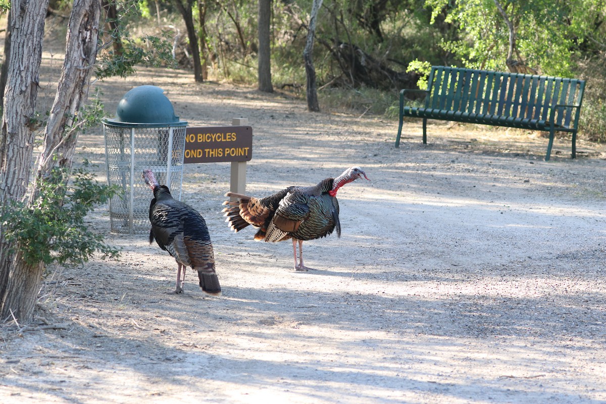 Wild Turkey - ML617287344