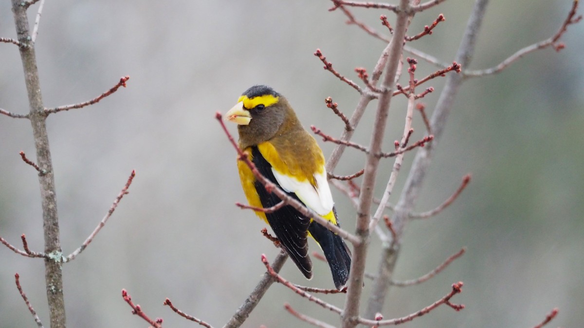 Evening Grosbeak - Ken MacDonald